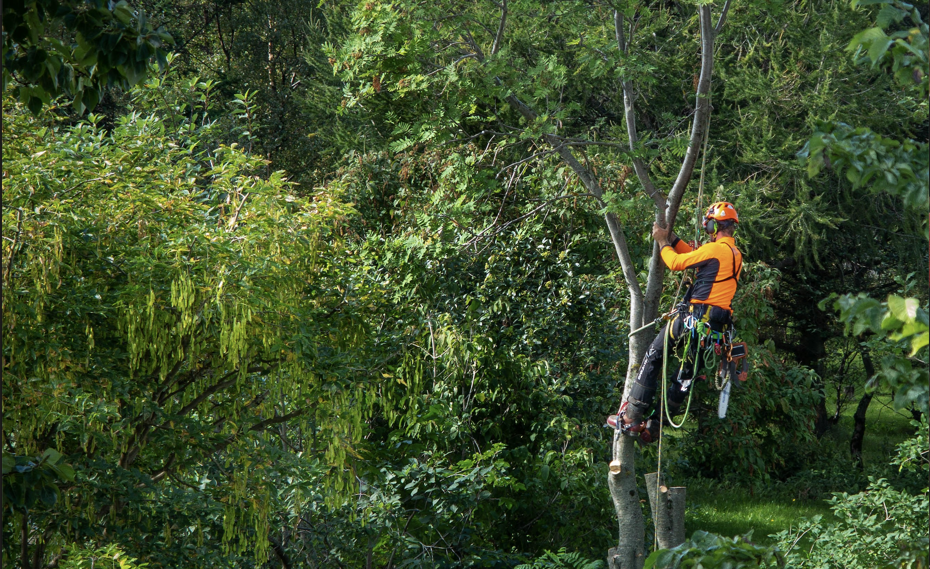 Qualified arborist climbing with rigging equipment for professional canopy work