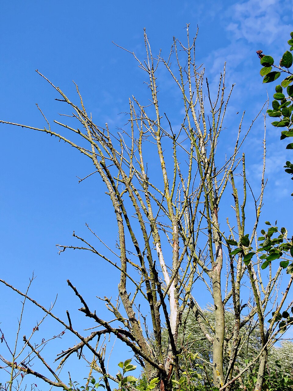 Bare dead branches standing out against the sky in the upper crown of a tree