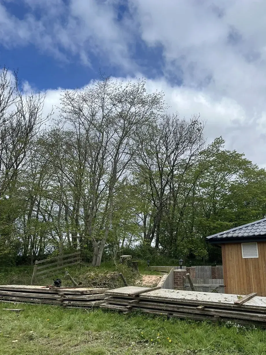 Site after the overhanging ash tree was felled