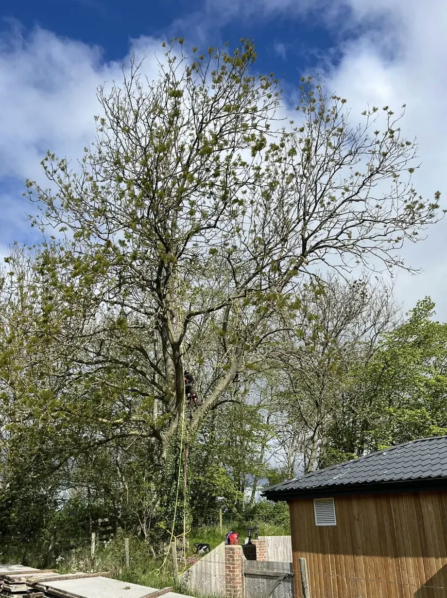 Ash tree overhanging an outbuilding before sectional dismantling