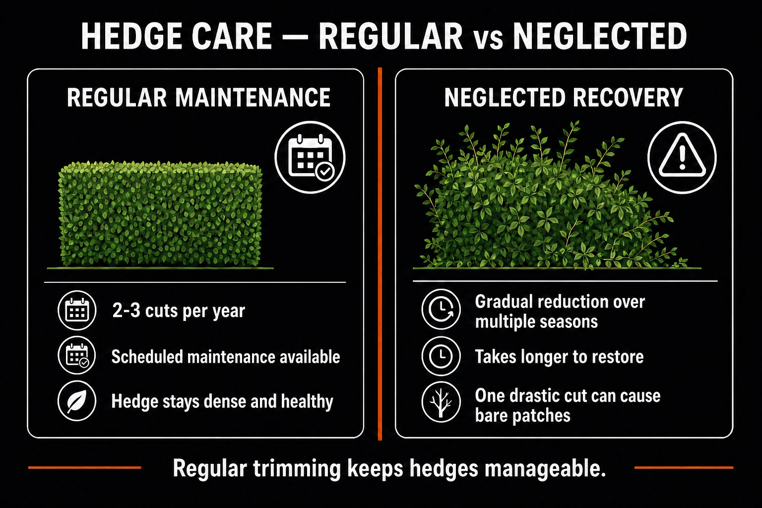 Comparison of a regularly maintained hedge and a neglected hedge needing gradual reduction over several seasons