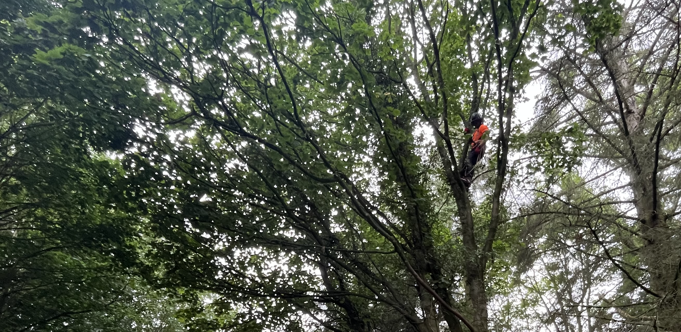 Climber roped into the upper canopy of a mature broadleaf on a wooded boundary in County Durham