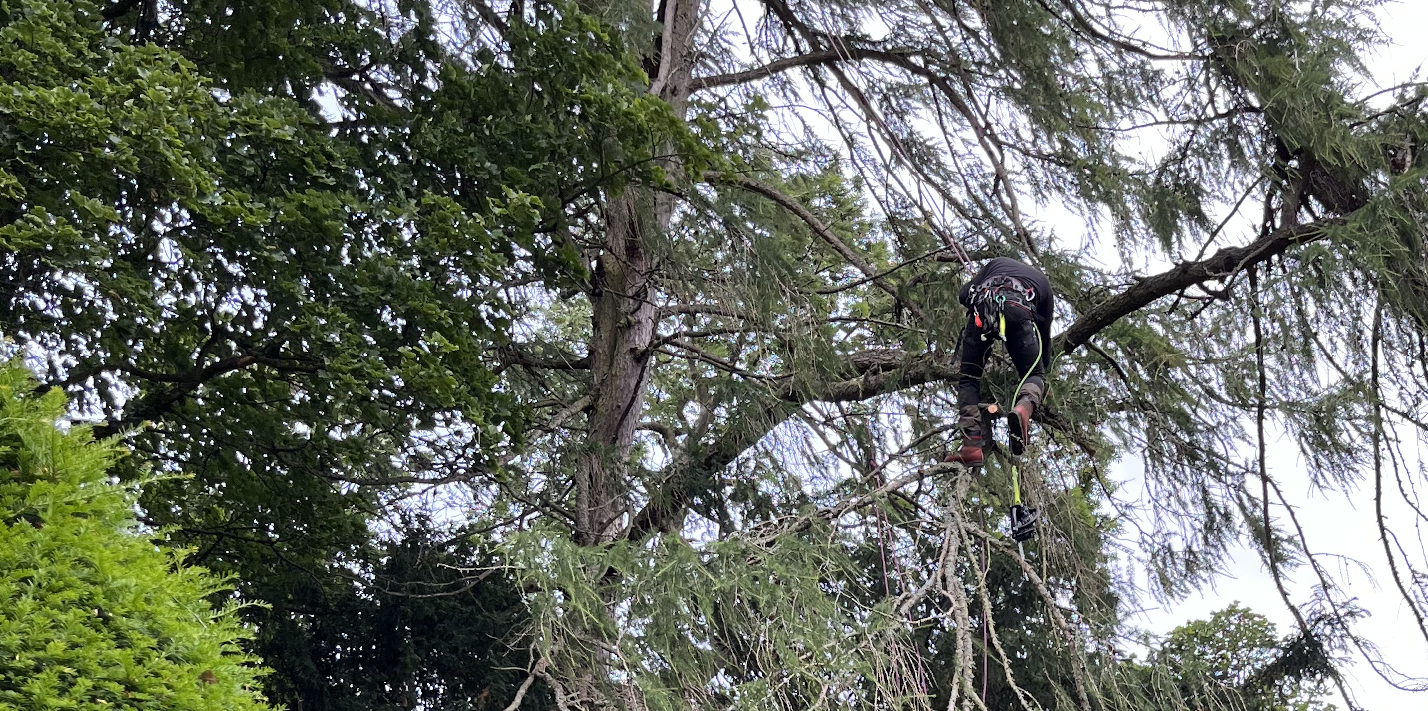 Tree surgeon climbing a large mature conifer with full harness and rigging equipment