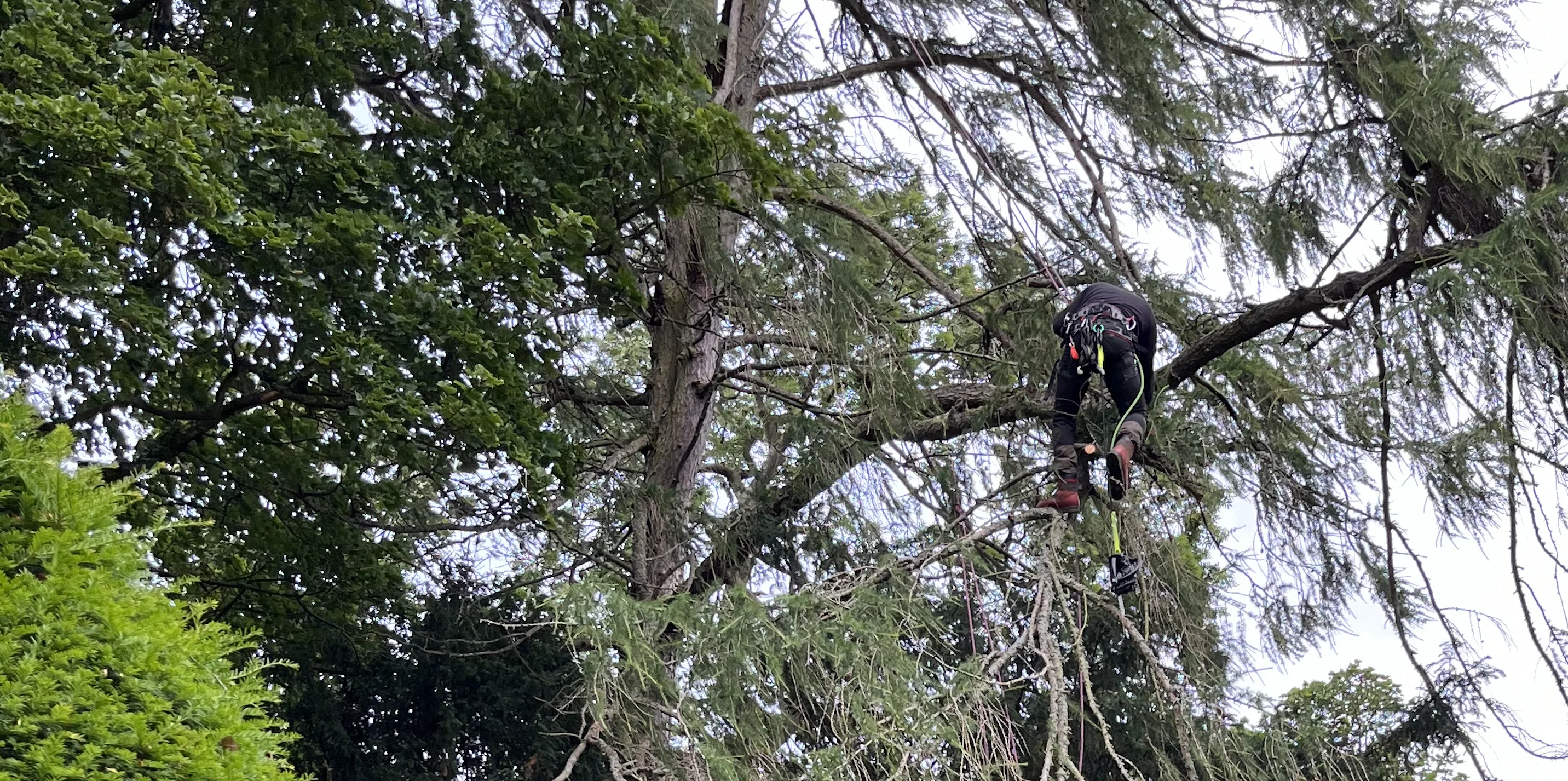 Tree work being carried out from an elevated platform beside a property